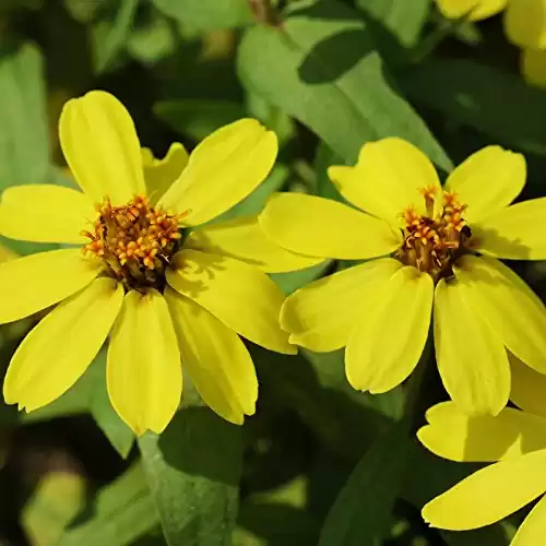 Zinnia Flower Garden Seeds - Profusion Series - Yellow - Packet of 10 Seeds - Annual Flower Gardening Seed - Zinnia elegans x angustifolia