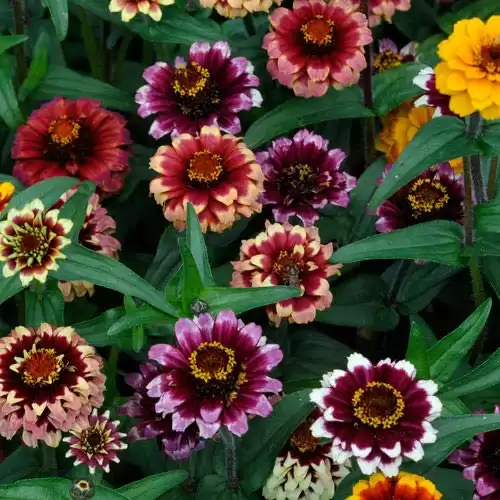 Outsidepride 100 Seeds Annual Zinnia Haageana Aztec Sunset Flower Seed Mix for Planting