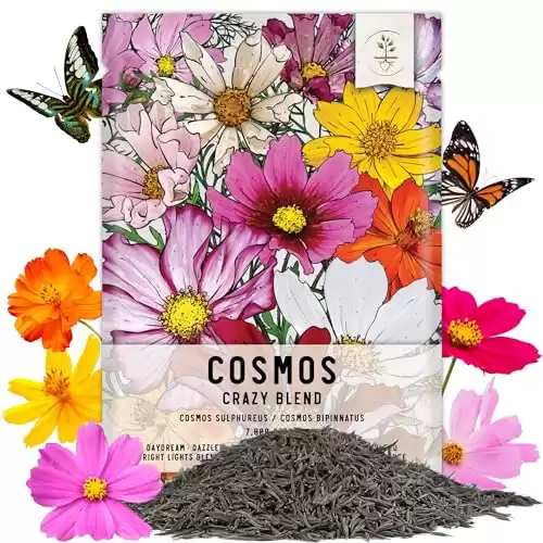 Seed Needs, Large 2.1 Ounce Package of 7,000+ Crazy Mix Cosmos Seed Mixture for Planting (Cosmos Bipinnatus Butterfly Attracting Cosmos Mixture) 10+ Varieties Open Pollinated - Bulk