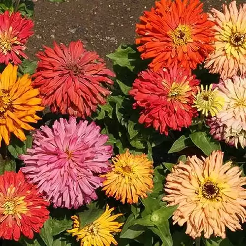 Zinnia Elegans, Cactus Flowered Mix, Pack of 1,500 Seeds by Seeds2Go