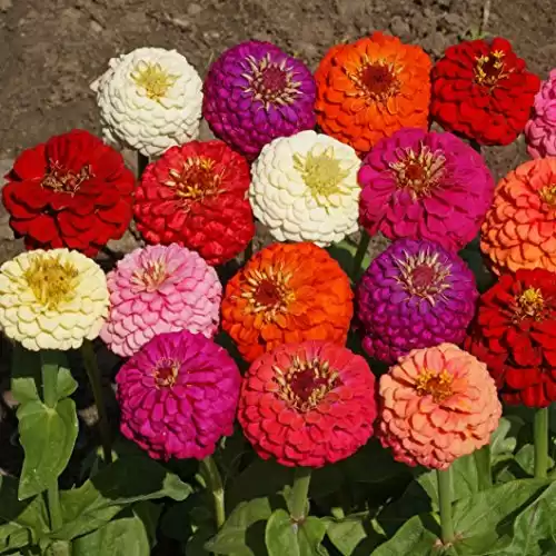 Outsidepride 1000 Seeds Annual Zinnia Elegans Lilliput Flower Seed Mix for Planting