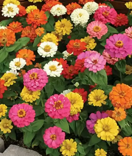 Ohio Heirloom Zinnia Seeds, 200+ Thumbelina Mix, Non-GMO, USA Grown Premium Flower Seeds for Vibrant Pink, Yellow, Red, White, & Lavender Blooms - Butterfly Attractant