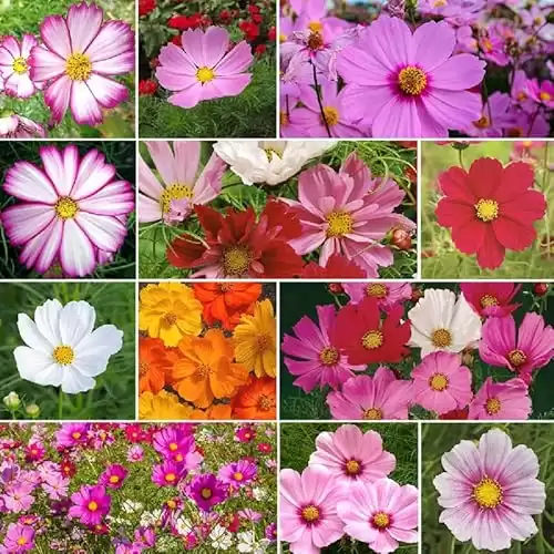 Eden Brothers Crazy for Cosmos Flower Mixed Seeds for Planting, 1/4 lb, 120,000+ Seeds with Cosmos Gloria, Pinkie, Purity | Attracts Pollinators, Plant in Spring or Fall, Zones 3, 4, 5, 6, 7, 8, 9, 10