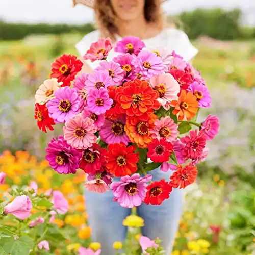 Eden Brothers Zinnia Seeds - Dahlia Flowered, Non-GMO Seeds for Planting, Packet | Low-Maintenance Flower Seeds, Plant During Spring, Zones 3, 4, 5, 6, 7, 8, 9, 10