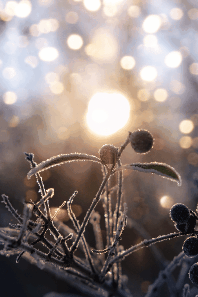 frost on foliage in the forefront with the sun rising in the background