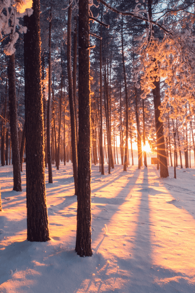 Picture of forest with snow on the ground and the sun peeking through the trees to represent Winter solstice