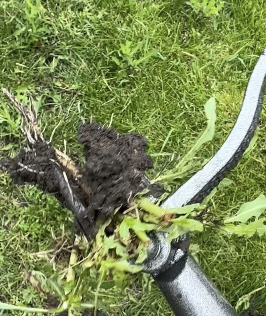 Grampa’s Weeder holding an uprooted weed with visible root after pulling it from the ground.
