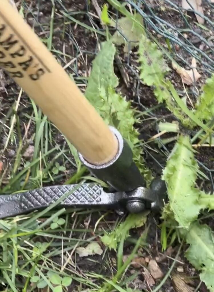 Grampa’s Weeder removing a weed from the soil with the root attached in a close-up action shot.
