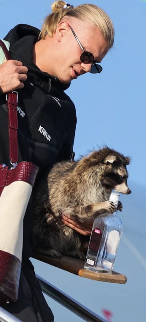 Erling Haaland holding a stuffed raccoon and bottle, a funny accessory idea for his Halloween costume.