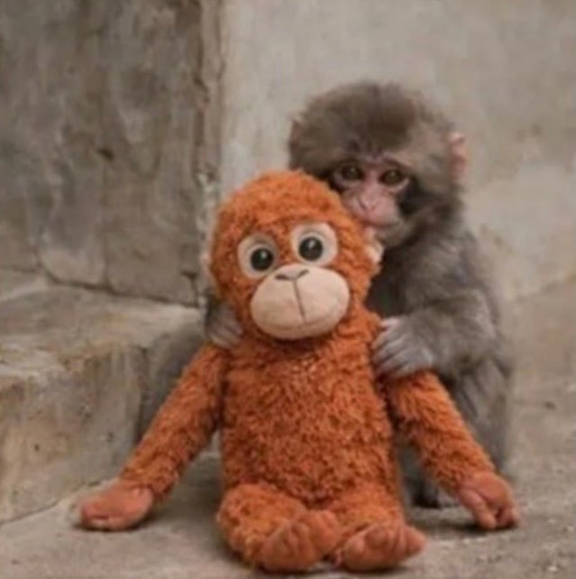 Punch the monkey holding his comforting stuffed orangutan, inspiration for a sweet viral Halloween costume.