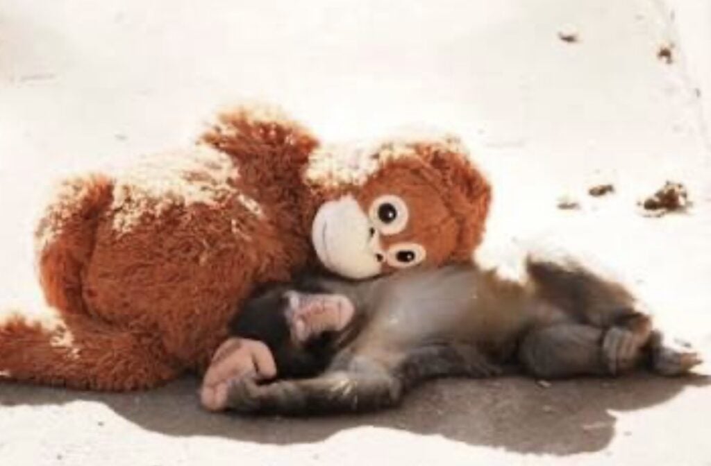 Punch the monkey Halloween costume idea featuring a monkey outfit and stuffed orangutan accessory.