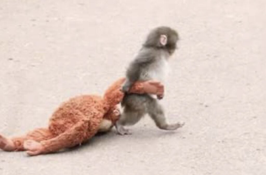 Monkey carrying a stuffed orangutan, inspired by the viral story of Punch the monkey.