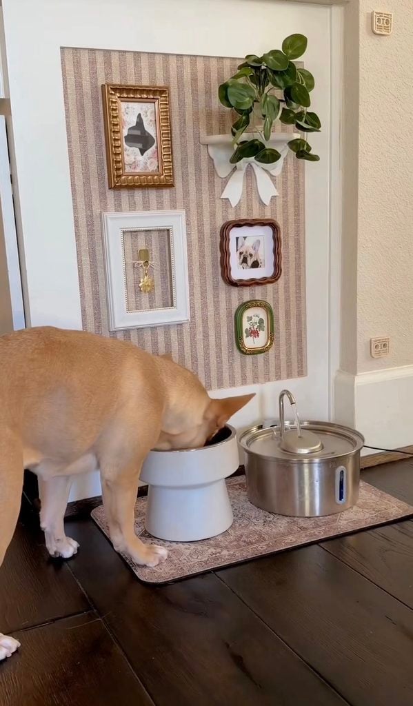 Tan dog eating from a raised bowl beneath a striped dog gallery wall with framed pet art, a dog portrait, floral decor, and a hanging plant.
