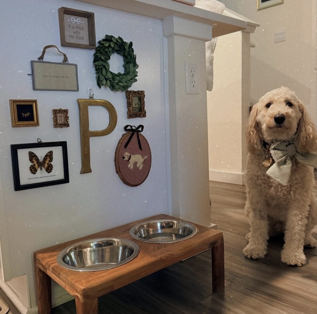 Curly-haired dog beside a feeding station and eclectic dog gallery wall with butterfly art, greenery wreath, large letter P, vintage frames, and dog artwork.