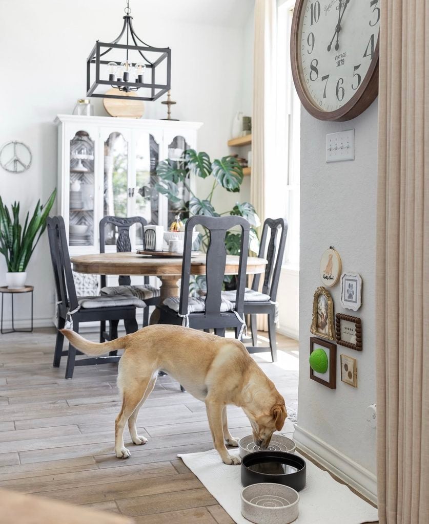 Tan dog eating beside a small dog gallery wall with framed pet art and a bright green tennis ball displayed in a shadow box.