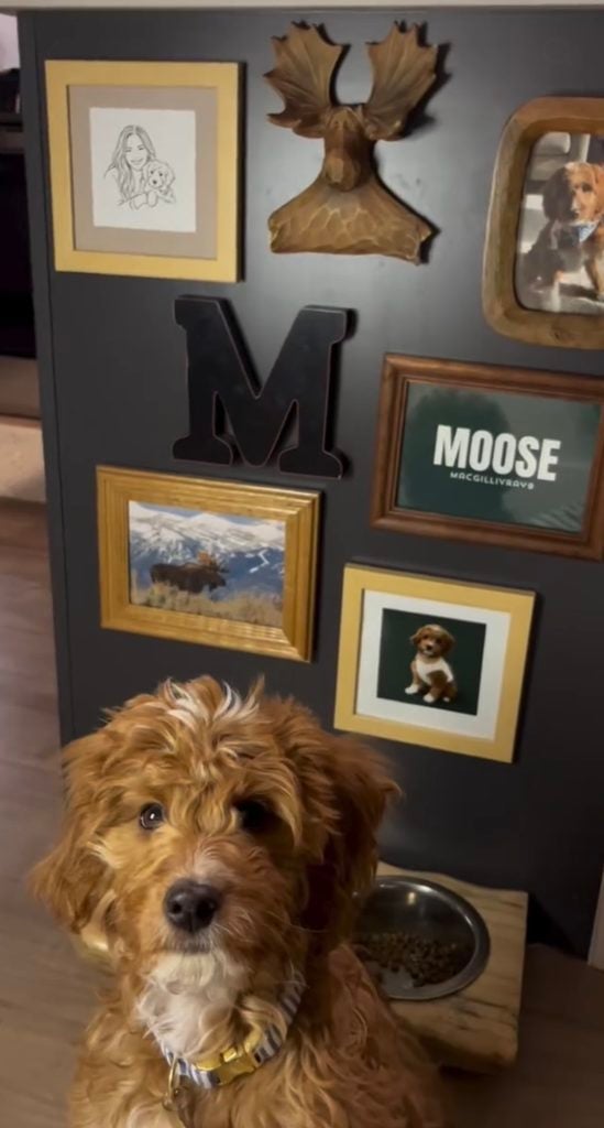 Brown doodle in front of a dark dog gallery wall with pet photos, large letter M, moose wall decor, framed artwork, and personalized Moose sign.