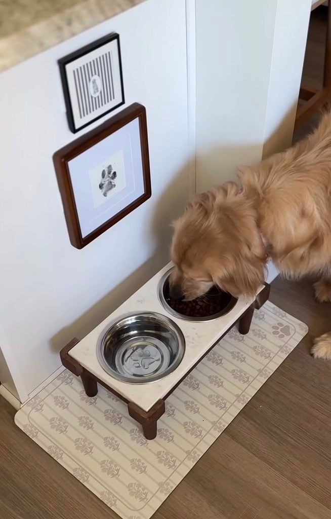 Golden retriever eating from a raised feeding station beneath simple framed paw print art and striped dog decor.