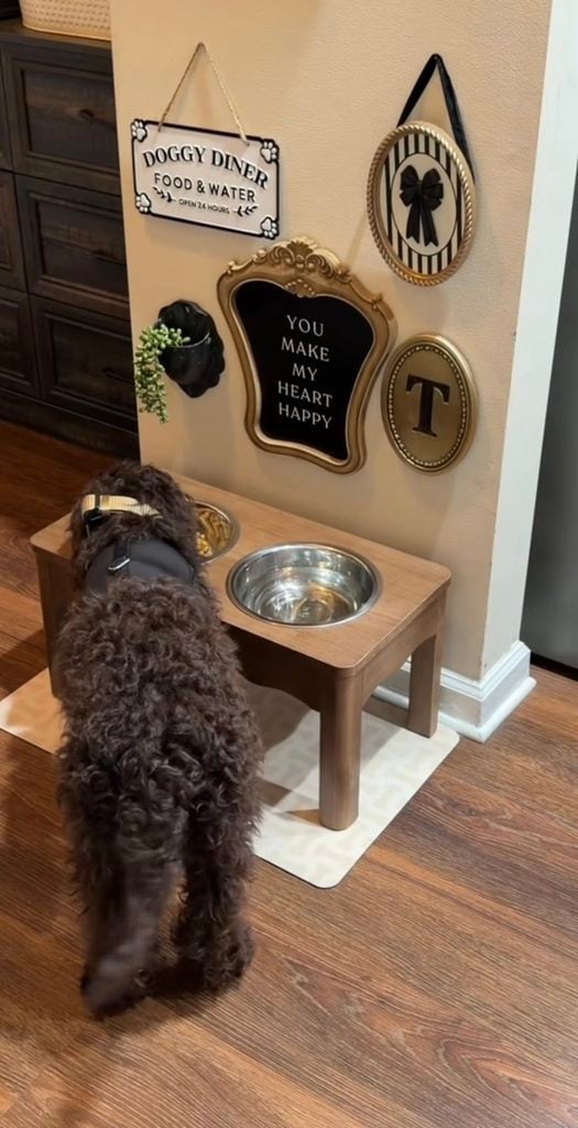 Curly brown dog eating beneath a dog gallery wall with Doggy Diner sign, ornate framed saying, initial plaque, bow art, and small hanging plant.