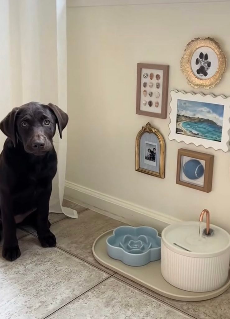 Black dog beside a whimsical feeding station with framed paw print, seashell collection, beach artwork, tennis ball picture, family photo, and blue flower-shaped bowl.