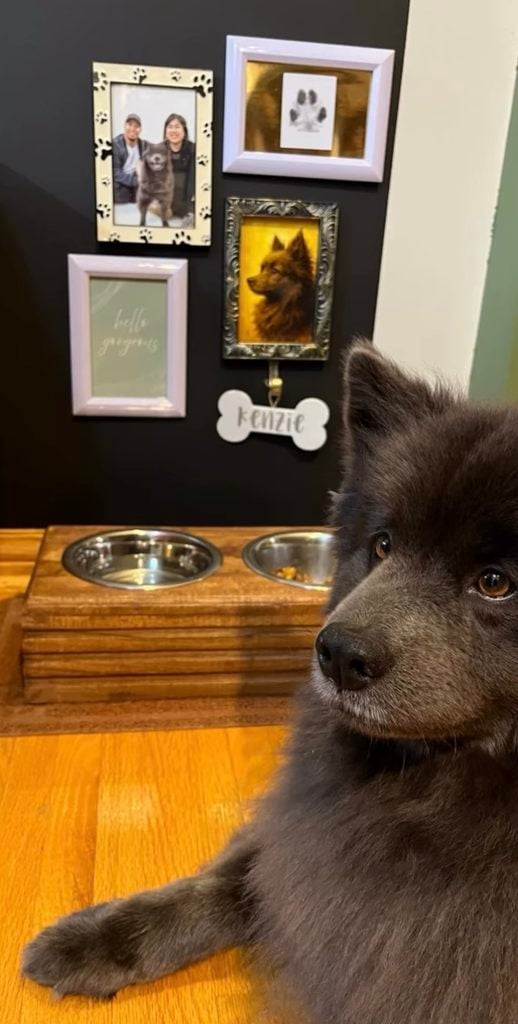 Black dog beside a wooden feeding station with gallery wall featuring family photo, framed paw print, dog portrait, name plaque, and soft pink frames.