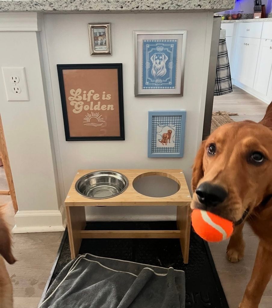 Golden dog holding a tennis ball beside a raised feeding station and gallery wall with Life Is Golden sign, framed dog illustrations, and pet photo.