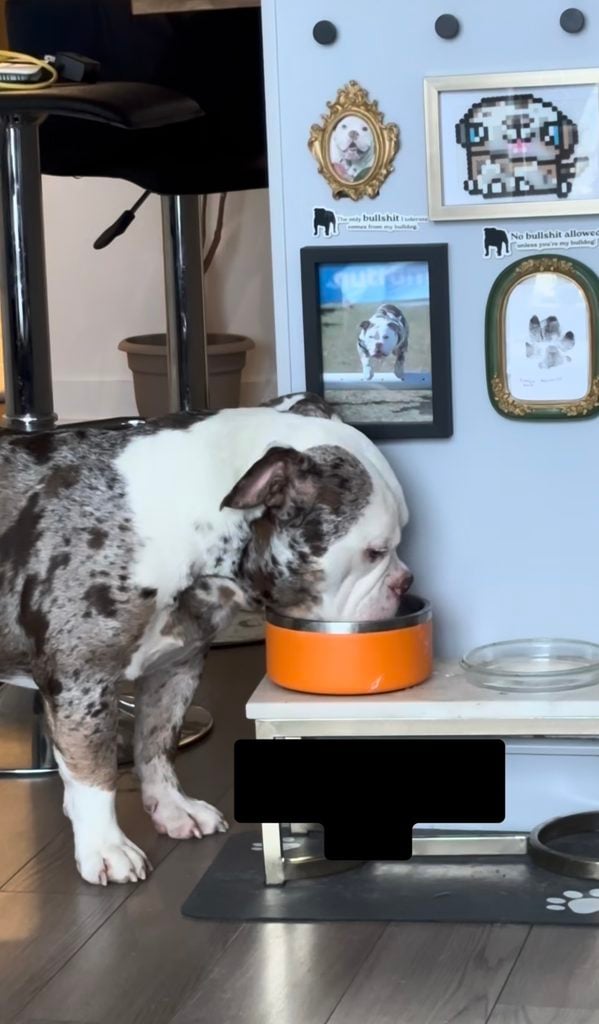 Bulldog eating from an orange bowl beneath a playful kitchen dog gallery wall with pet portraits, paw print art, pixel dog artwork, and ornate frames.
