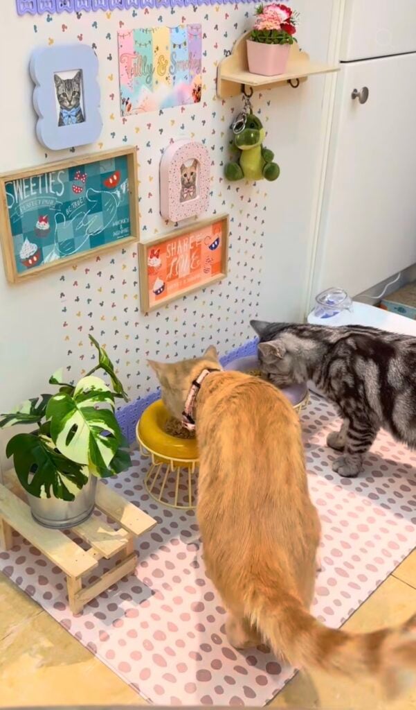 colorful cat feeding station with framed cat art, feeding station ideas, and scratcher wall inspiration.