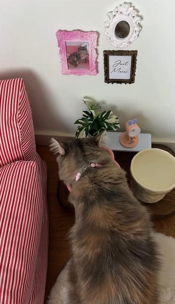 Gray cat beside a feeding bowl underneath a small gallery wall with a pink framed cat portrait and Just Meow artwork.