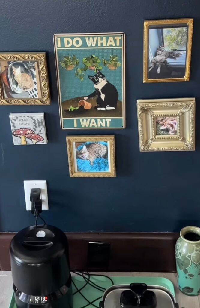 Cat using a wall-mounted scratching pad surrounded by playful framed cat artwork on a dramatic black cat gallery wall.