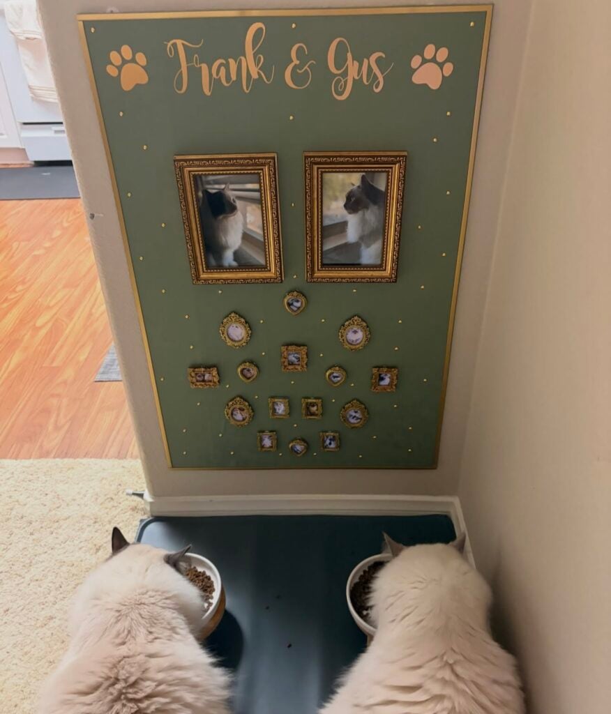 Two cats eating at a feeding station beneath a personalized green gallery wall for Frank and Gus with framed cat photos in tiny vintage-style frames.
