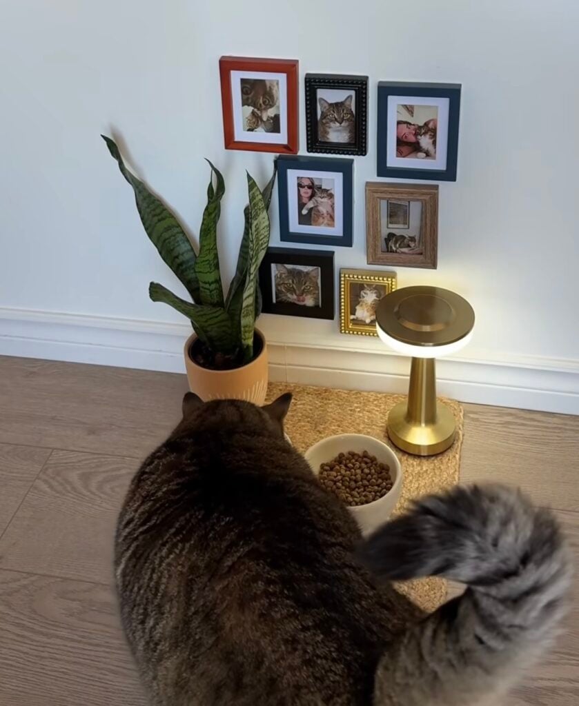 Tabby cat eating at a cozy feeding station with framed personal cat photos, a houseplant, and a small gold table lamp.
