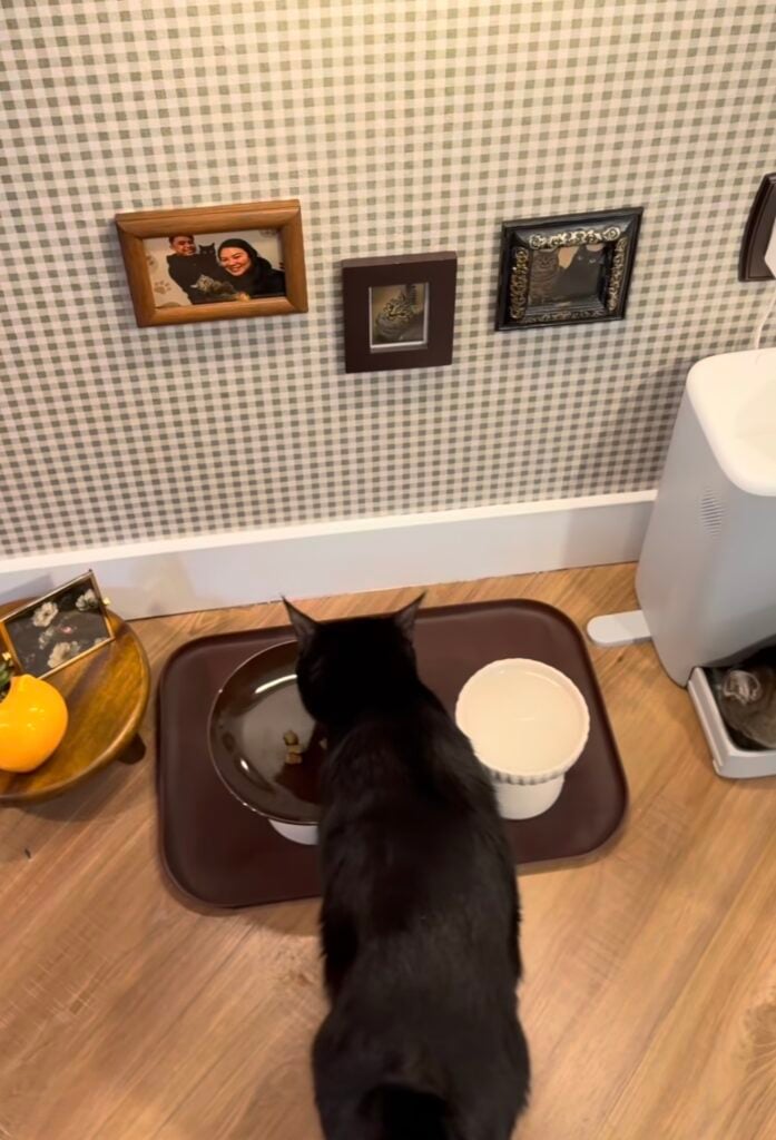 Black cat eating at a feeding station beneath framed photos and cat portraits on green gingham wallpaper.