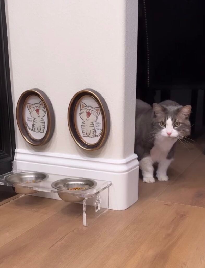 Gray and white cat beside a clear acrylic feeding station with two metal bowls and two framed cat illustrations displayed above it.