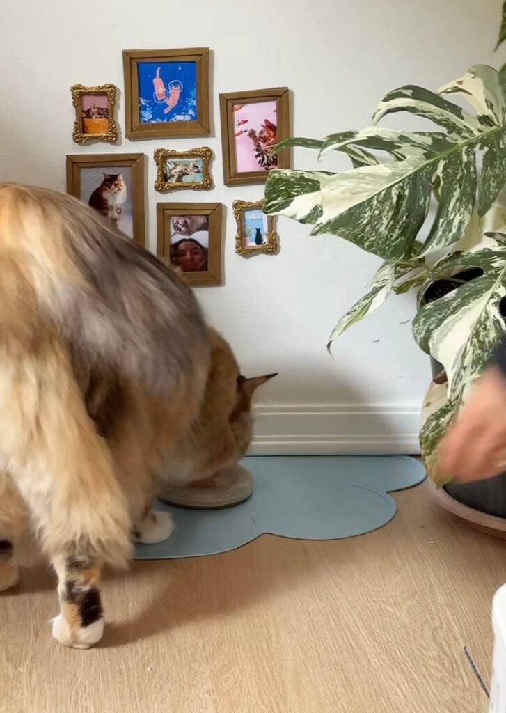 Cat eating at a floor-level feeding station beneath a small cat gallery wall with framed cat photos and artwork beside a large houseplant.