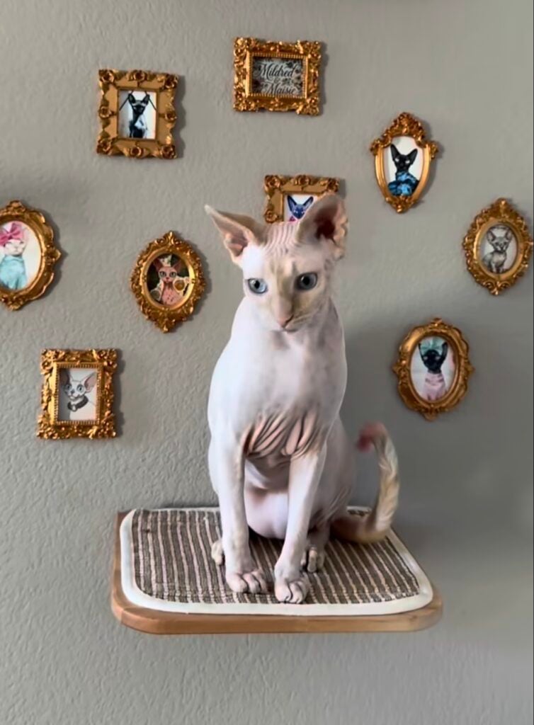 Sphynx cat sitting on a wall-mounted cat perch surrounded by a gallery wall of ornate gold-framed cat portraits.