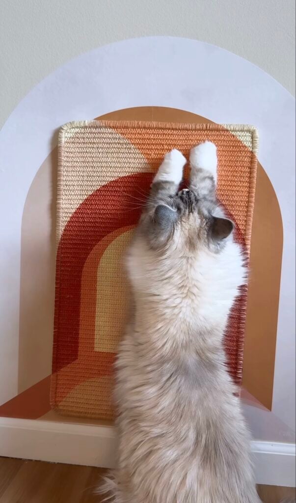Cat using a colorful arched wall-mounted scratching mat in warm rust, cream and terracotta tones.