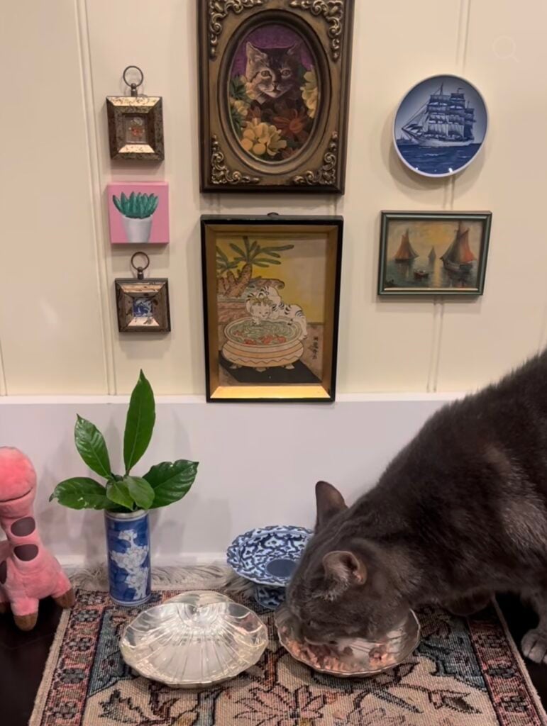 Gray cat eating at a feeding station beneath an eclectic gallery wall with framed cat artwork, vintage art, decorative plates, and collected deco